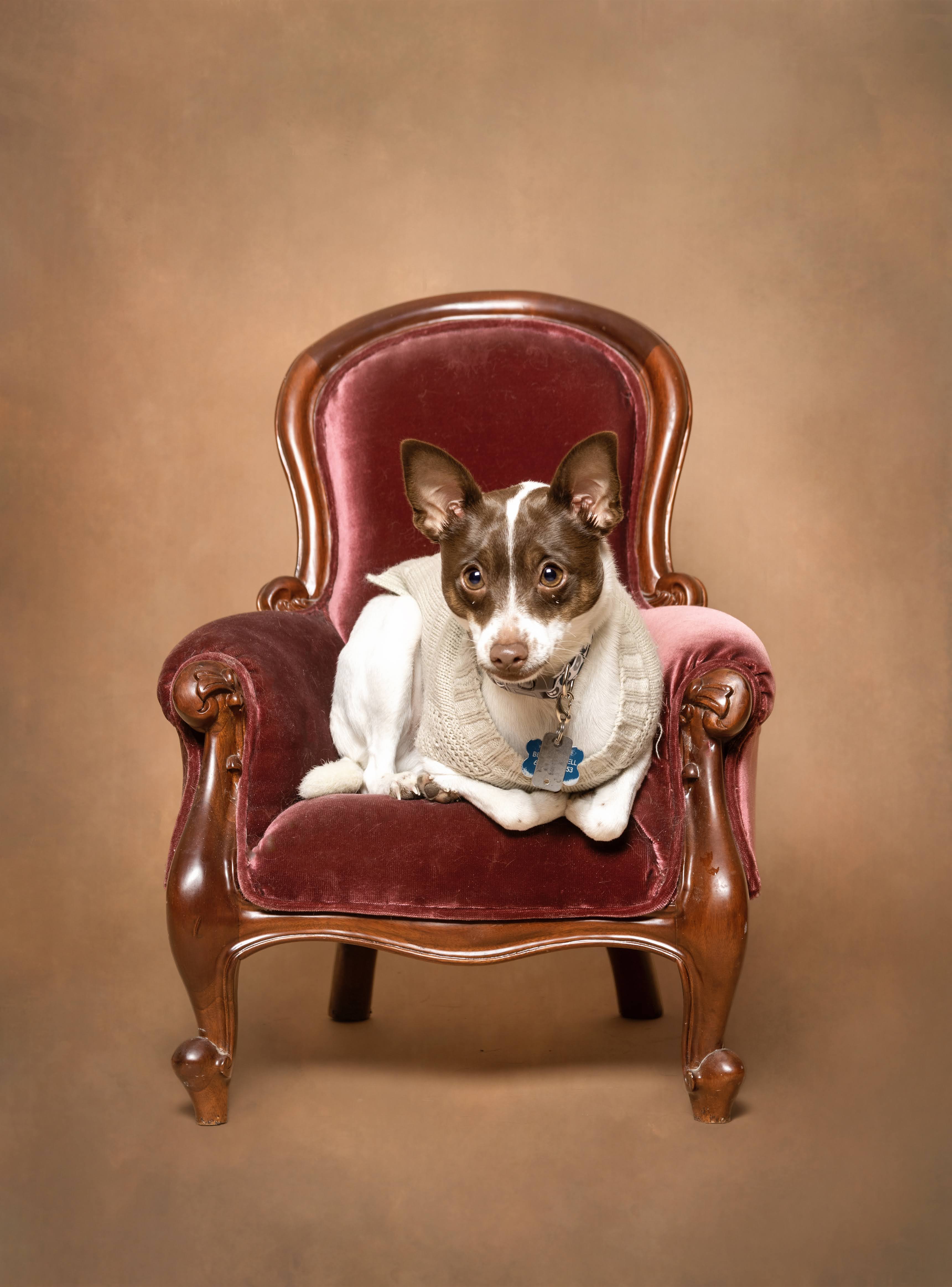 Bandit sitting upright in a wingback armchair