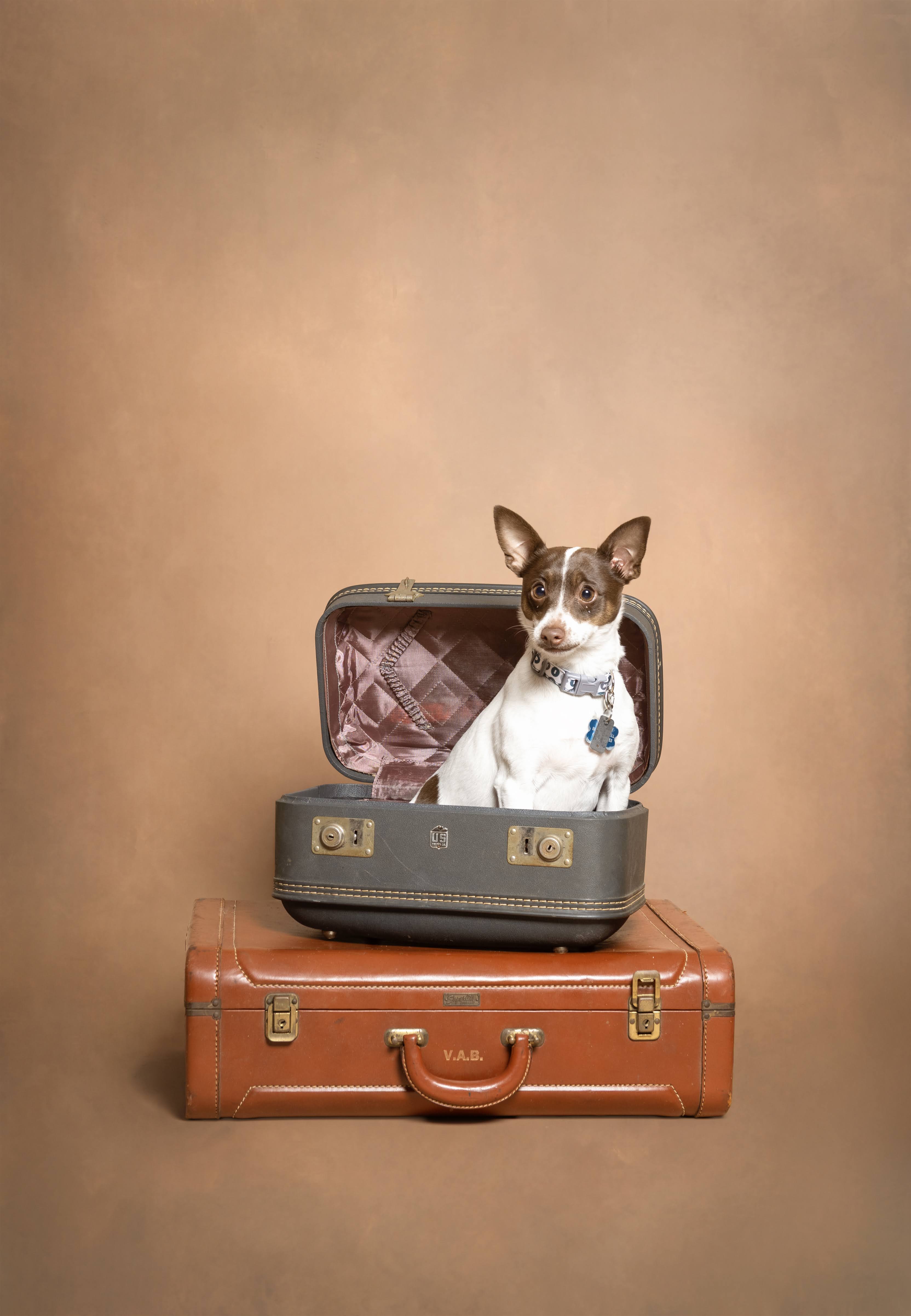 Bandit sitting inside an open vintage suitcase