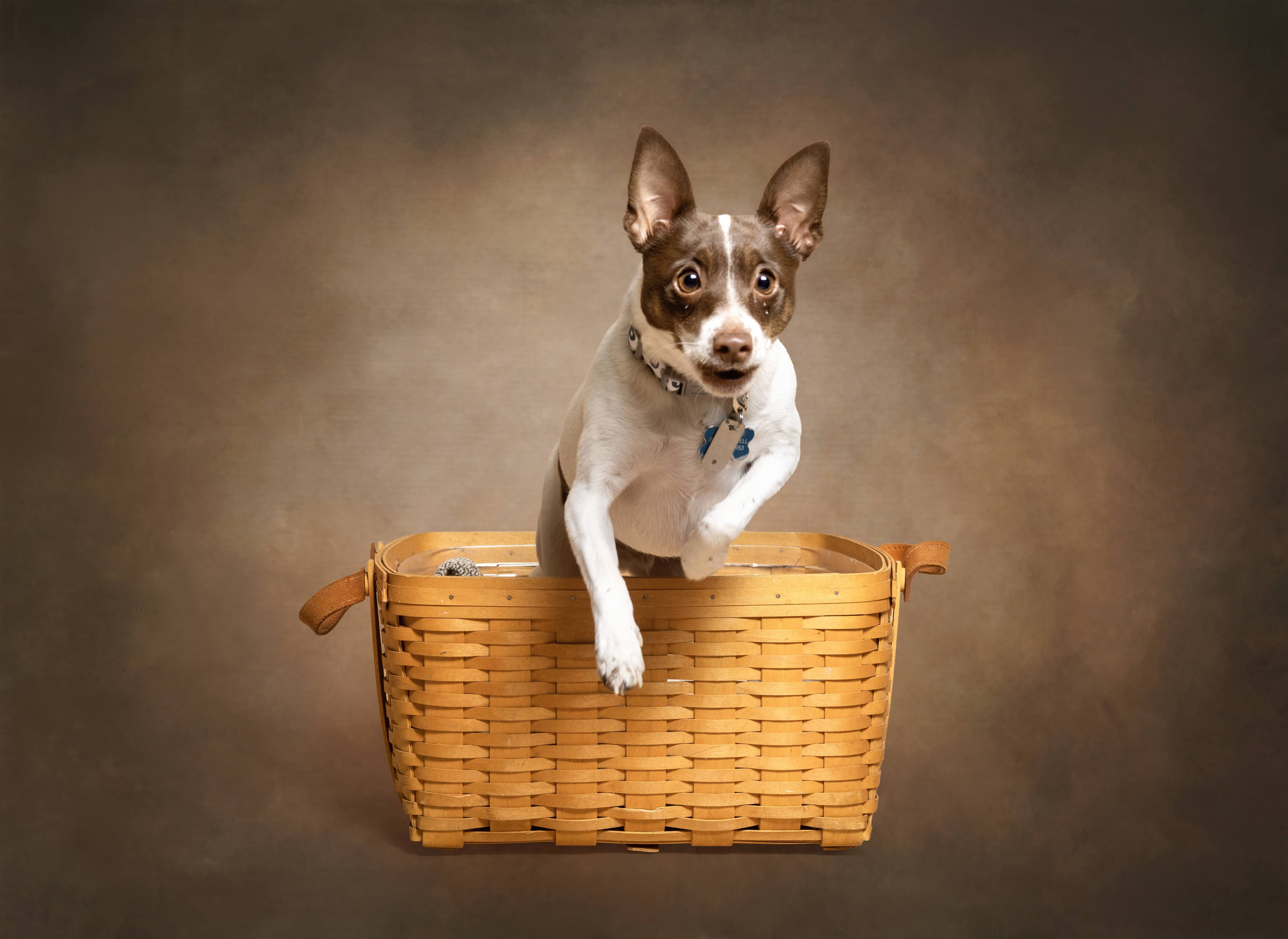 Bandit leaping out of a woven picnic basket